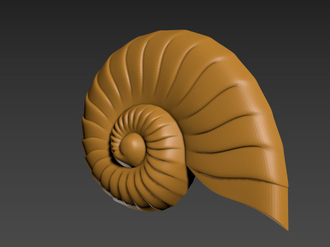 Seashell Shell Clam shell 3D Print Model