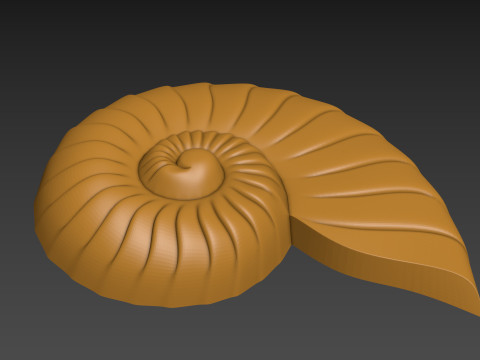Seashell Shell Clam shell 3D Print Model
