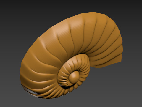 Seashell Shell Clam shell 3D Print Model