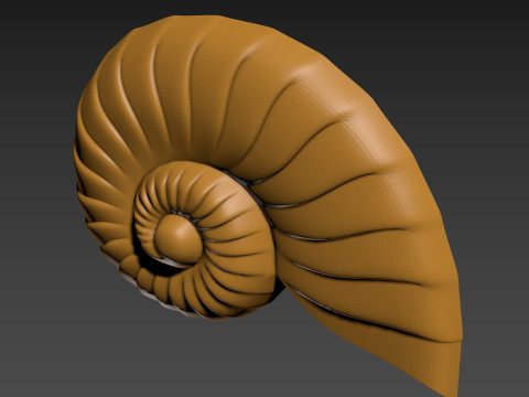 Seashell Shell Clam shell 3D Print Model