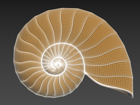 Seashell Shell Clam shell 3D Print Model