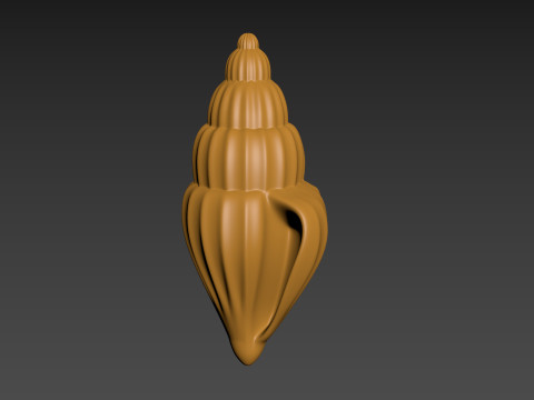 Seashell Clam Shell Modello di stampa 3D