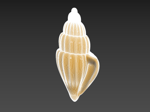 Seashell Clam Shell Modello di stampa 3D