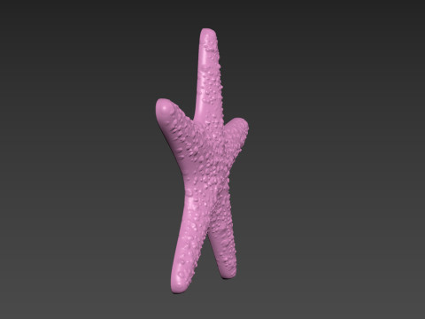 Starfish Sea Star Modello di stampa 3D