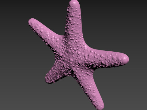 Starfish Sea Star Modello di stampa 3D