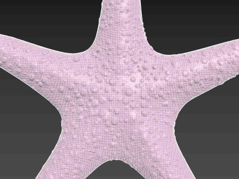 Starfish Sea Star Modello di stampa 3D