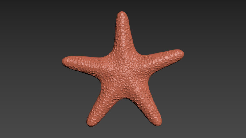 Starfish Echinoderm Sea Star 3D 프린트 모델 .c4d .max .obj .3ds .fbx .stl .blend