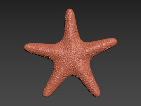 Stella marina Echinoderma Stella marina Modello di stampa 3D