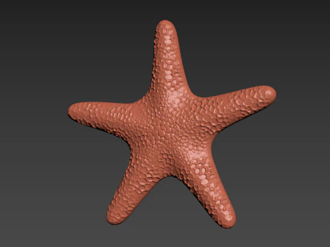 Starfish Echinoderm Sea Star 3D Print Model