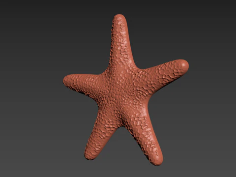 Starfish Echinoderm Sea Star 3D Print Model