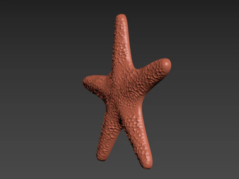 Starfish Echinoderm Sea Star 3D Print Model