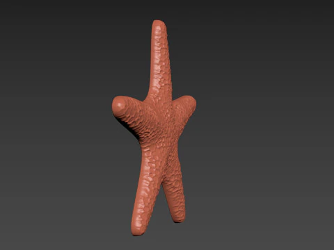Starfish Echinoderm Sea Star 3D Print Model