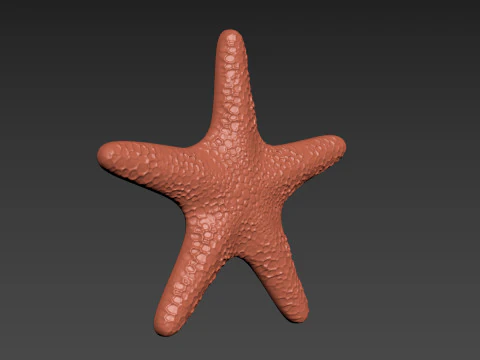 Starfish Echinoderm Sea Star 3D Print Model