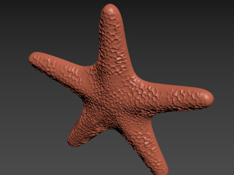 Starfish Echinoderm Sea Star 3D 프린트 모델