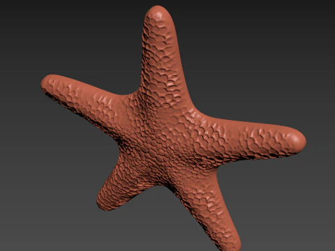 Starfish Echinoderm Sea Star 3D Print Model