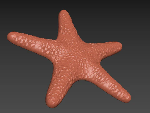 Starfish Echinoderm Sea Star 3D Print Model