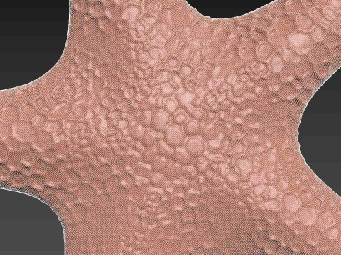 Starfish Echinoderm Sea Star 3D 프린트 모델