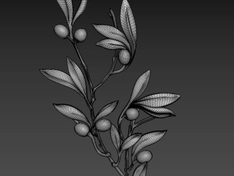 Оливковая ветвь 3D Модель