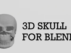 C&oacute;mo poli cr&aacute;neo Modelo 3D