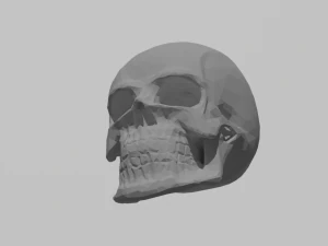 How poly skull 3D Model