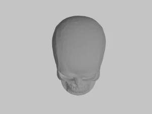 How poly skull 3D Model
