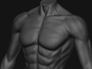 Male Sculpting Body Anatomy 3D Model