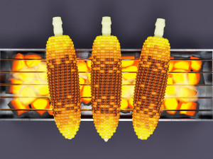 Roasted Corn 001 Model 3D