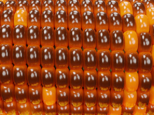 Roasted Corn 001 Model 3D