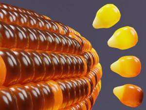 Roasted Corn 001 Model 3D