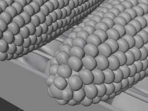 Roasted Corn 001 Model 3D
