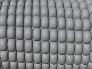 Roasted Corn 001 Model 3D