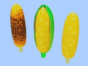 Corn 001 3D Model