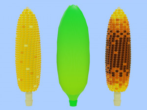 Corn 001 3D Model