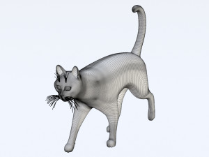 Domestic Black Cat 001 3D Model