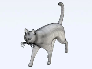 Domestic Black Cat 001 3D Model