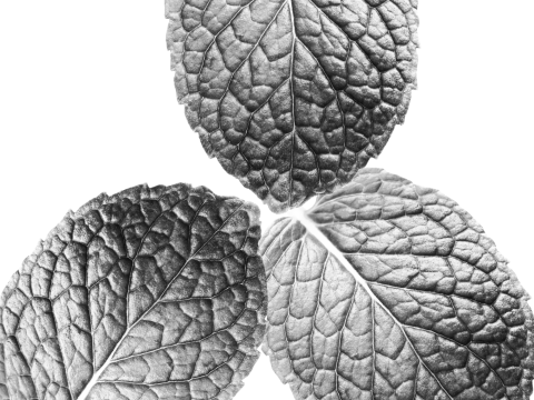 Tea Pack 001 3D-Modell