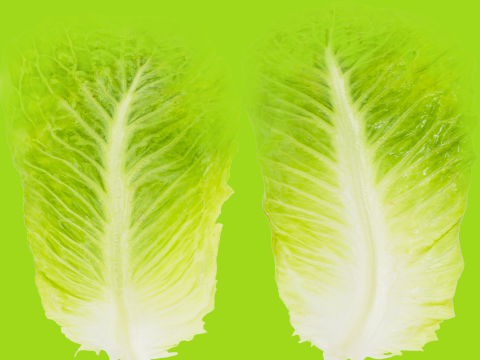 Salad 002 3D Model
