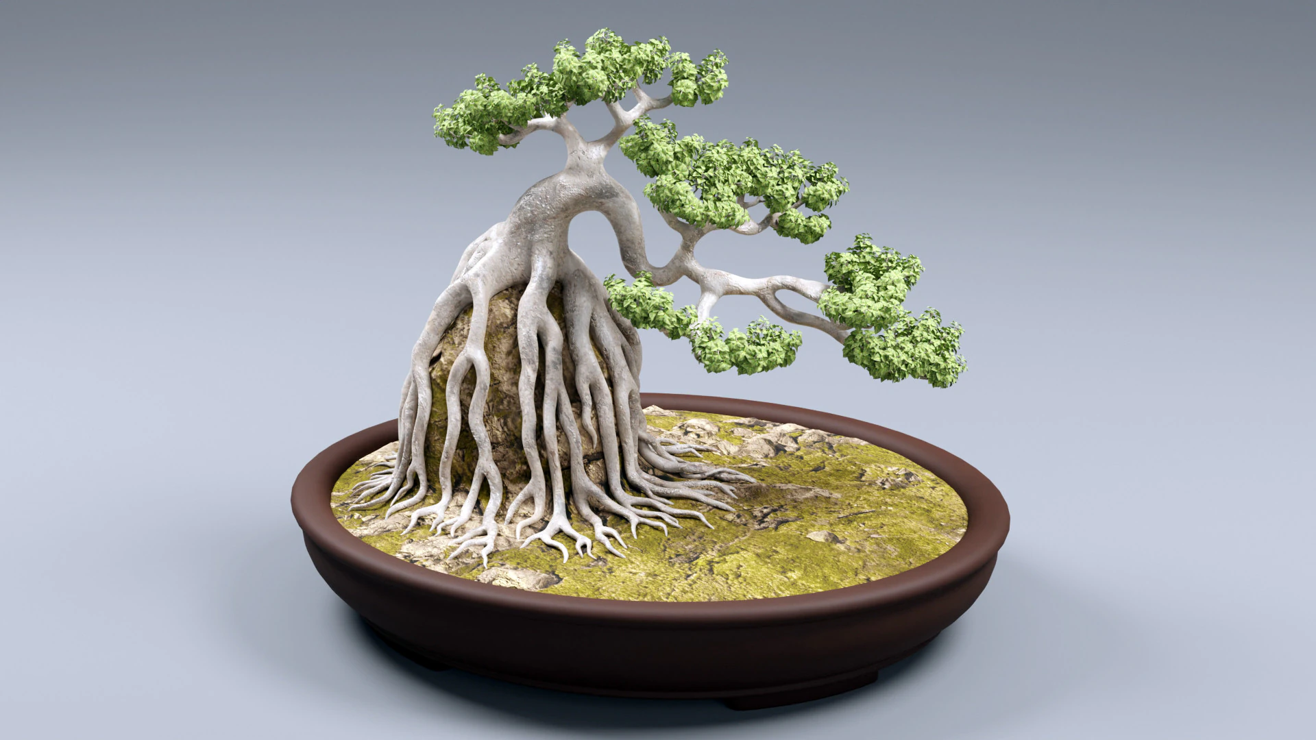Bonsai Neagari 001 3D Model .c4d .max .obj .3ds .fbx .stl .blend 