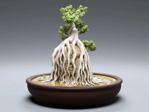 Bonsai Neagari 001 3D Model