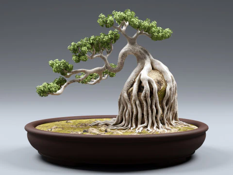 Bonsai Neagari 001 3D Model