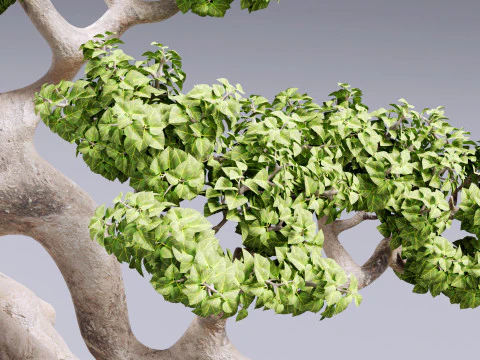 Bonsai Neagari 001 3D Model