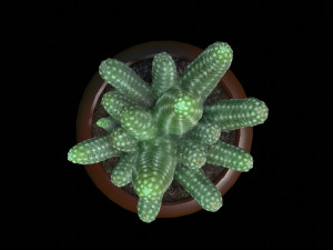 Cactus Modèle 3D