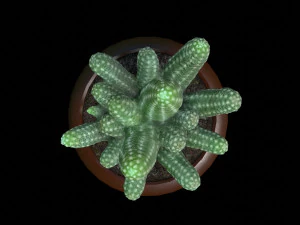 Cactus 3D Model