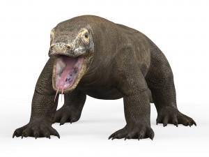 Komodo Dragon Lizard 3Dモデル