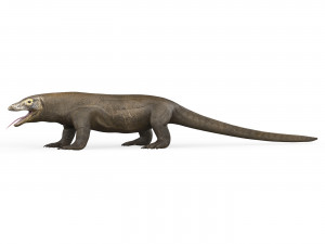 Komodo Dragon Lizard 3Dモデル
