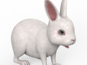 Rabbit 3D Model