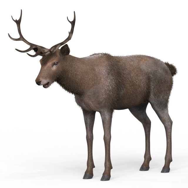 Brown Deer 3Dモデル .c4d .max .obj .3ds .fbx .stl .blend 