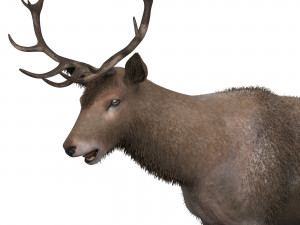 Brown Deer 3Dモデル
