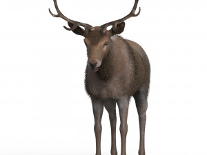 Brown Deer 3Dモデル
