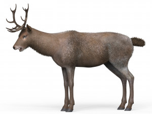 Brown Deer 3Dモデル